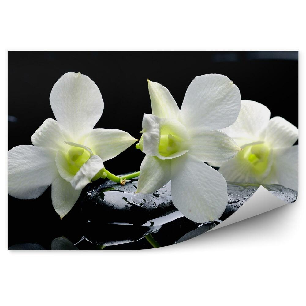 Fototapeta na ścianę Białe kwiaty orchidei czarne kamienie woda
