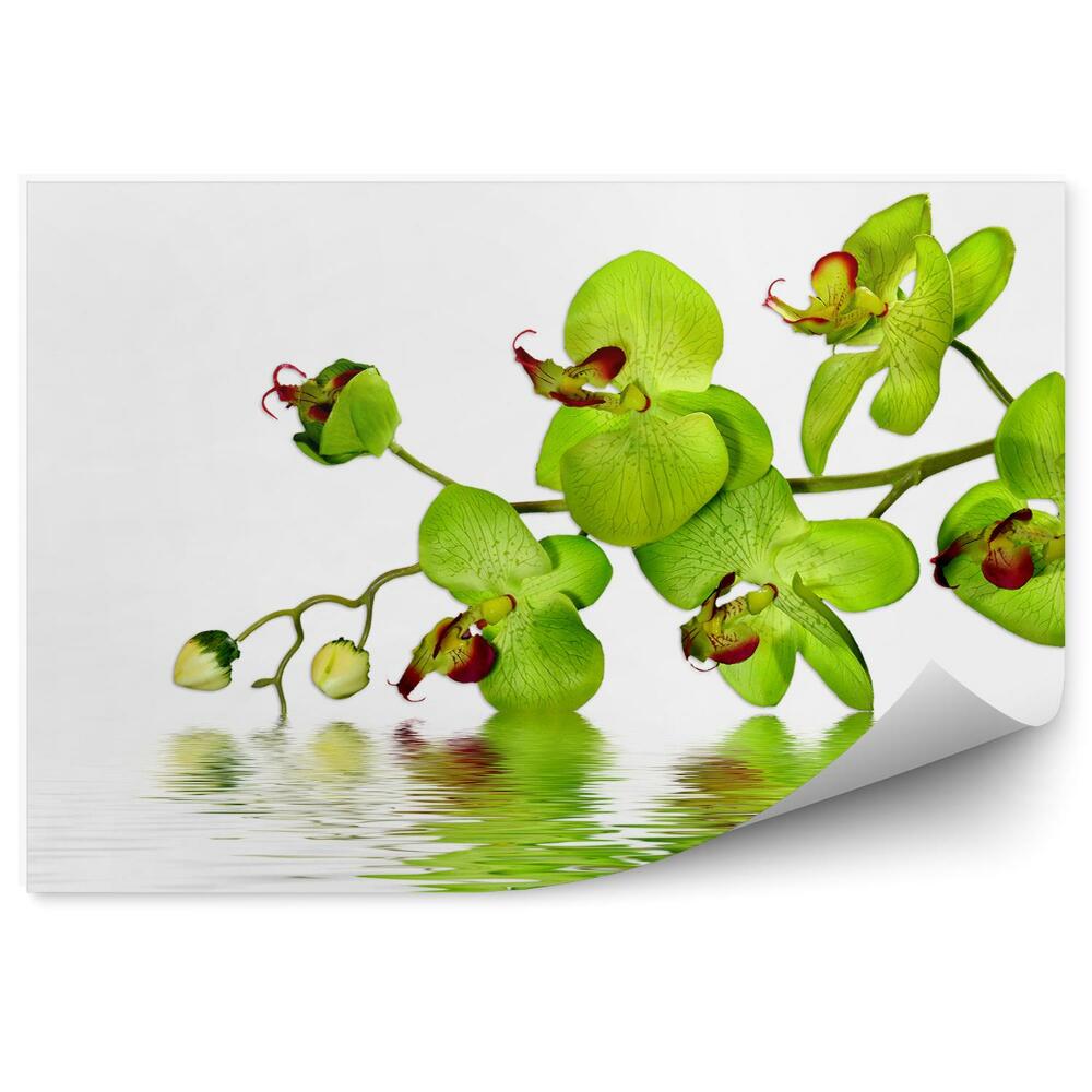 Fototapeta na ścianę Zielone kwiaty orchidei woda