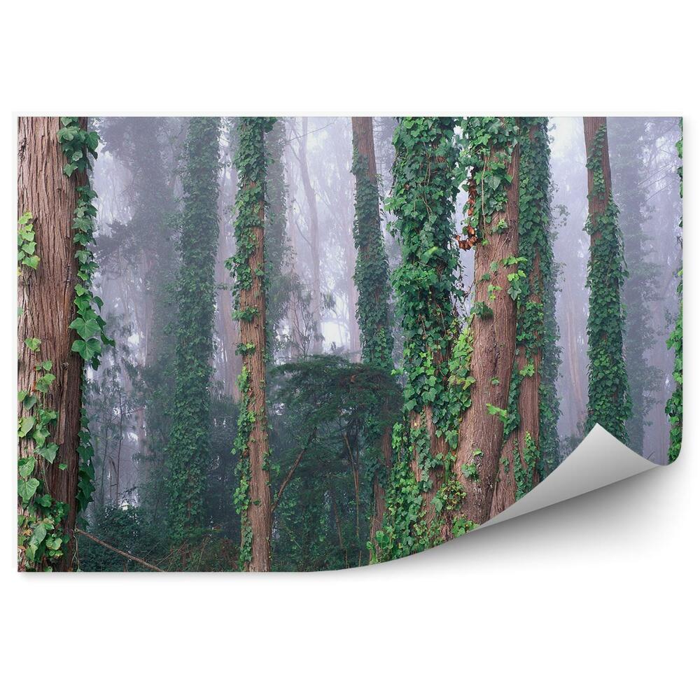Okleina ścienna Drzewa las bluszcz mgła