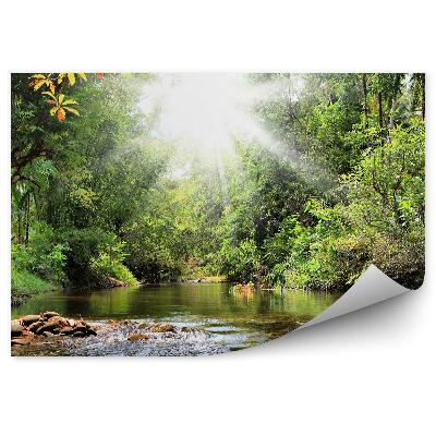 Okleina ścienna Zieleń drzewa potok rośliny