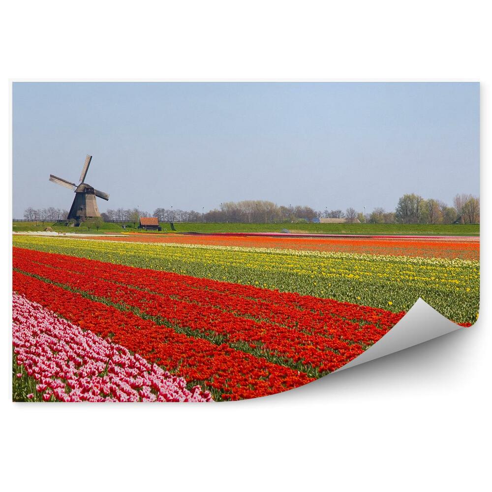Fototapeta na ścianę Pole tulipanów wiatraki niebo holandia