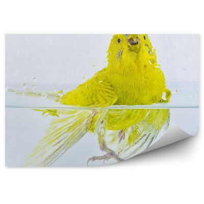 Okleina ścienna Papuga falista w wodzie