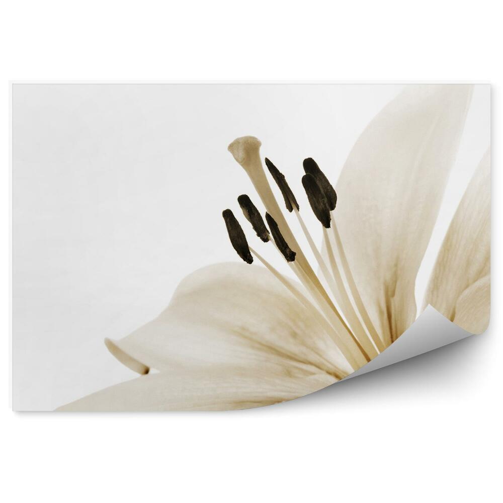 Fototapeta na ścianę Beżowa lilia białe tło kwiat
