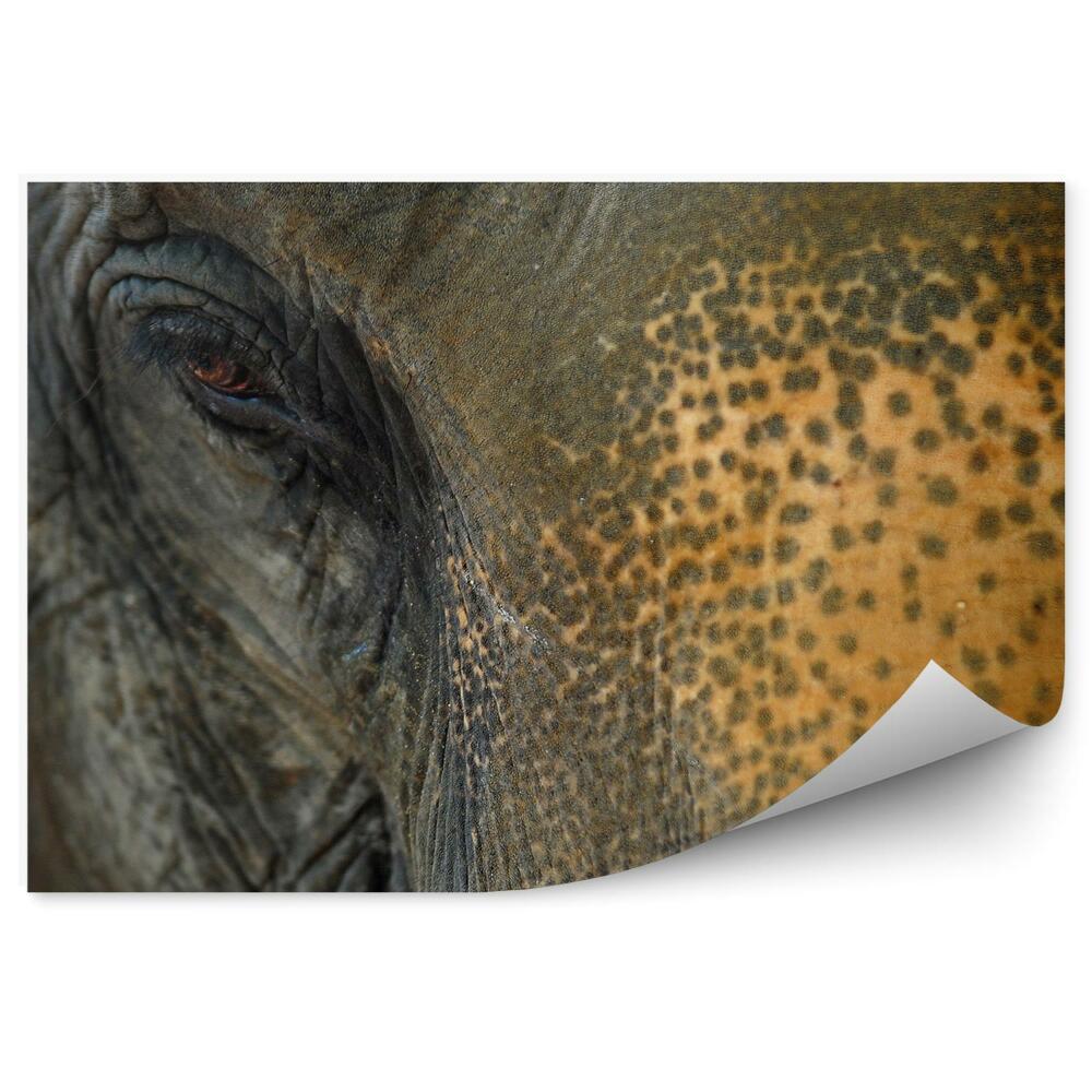 Okleina ścienna Głowa słonia zbliżenie