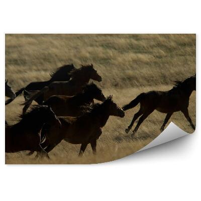 Fototapeta Stado dzikich biegnących koni pole trawa