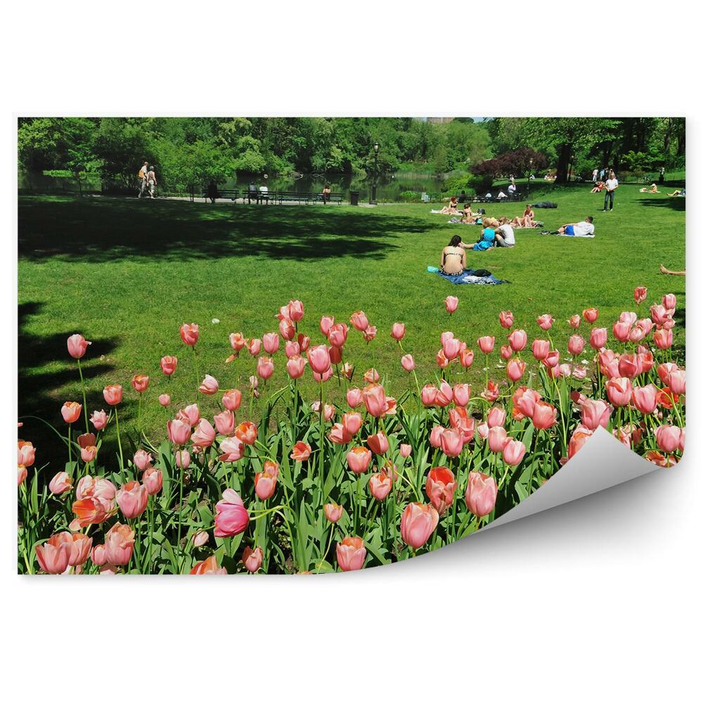 Fototapeta na ścianę Różowe tulipany central park