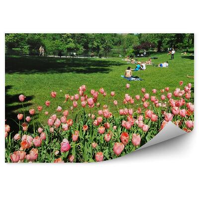 Fototapeta na ścianę Różowe tulipany central park