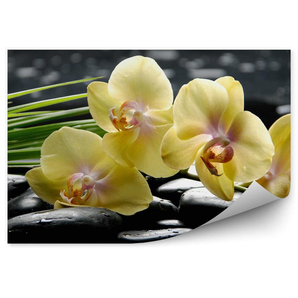 Fototapeta na ścianę Żółte kwiaty orchidei kamienie woda