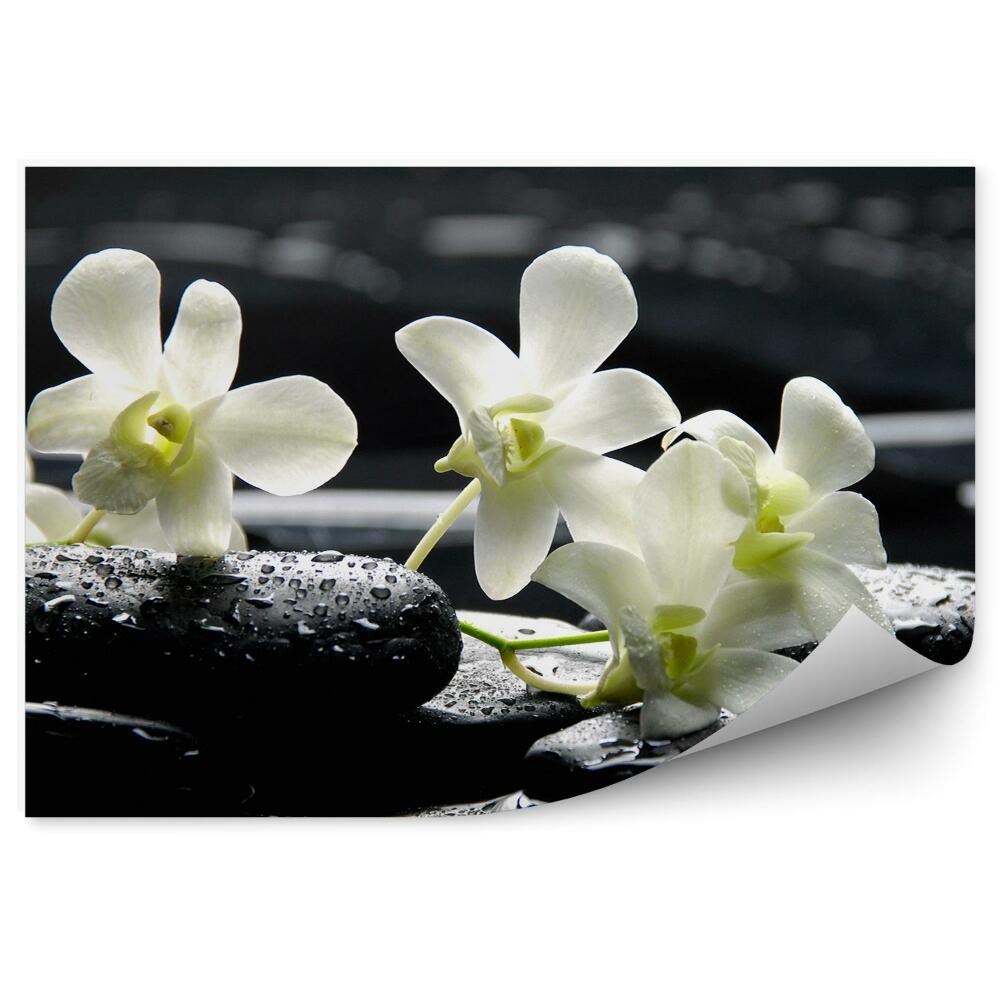Fototapeta na ścianę Białe storczyk woda kamienie kwiat