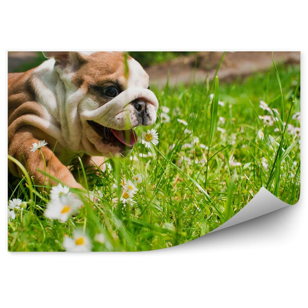 Fototapeta Buldog angielski pies szczęśliwy trawa stokrotki