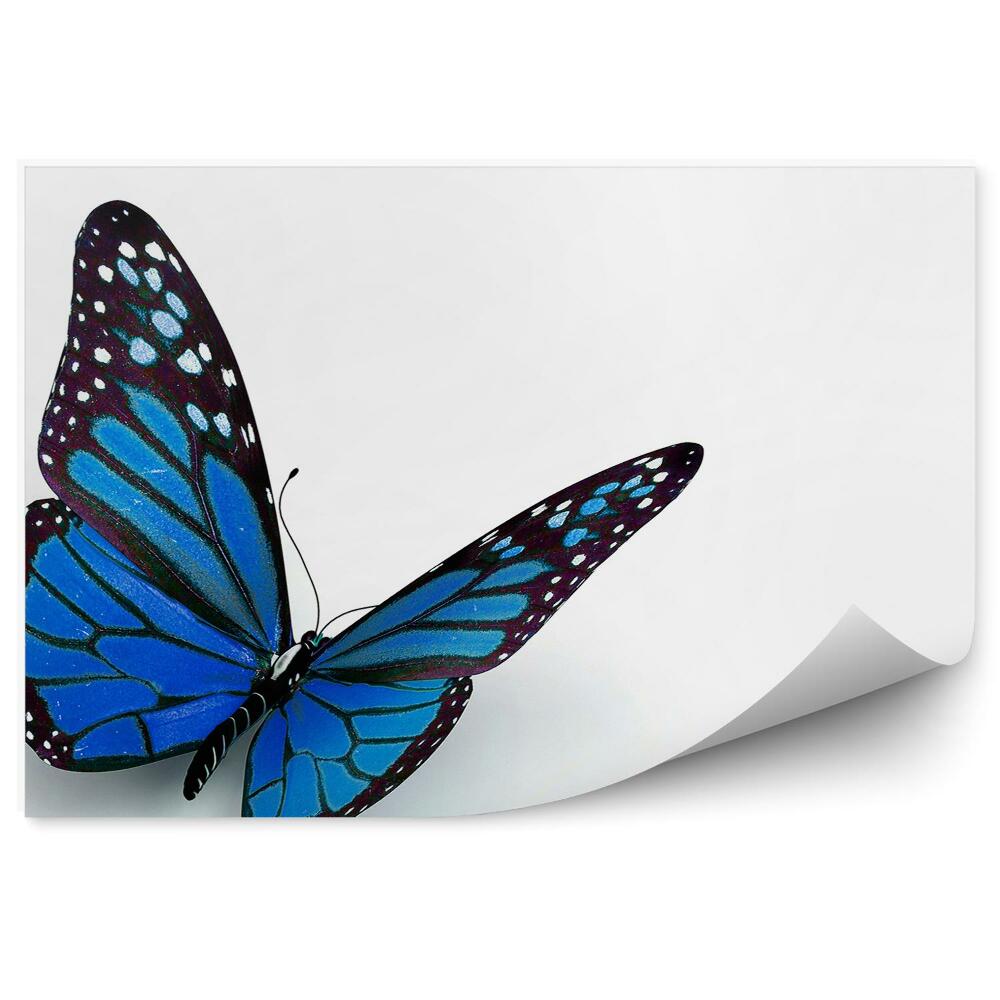 Fototapeta Motyl niebieskie skrzydła białe plamki
