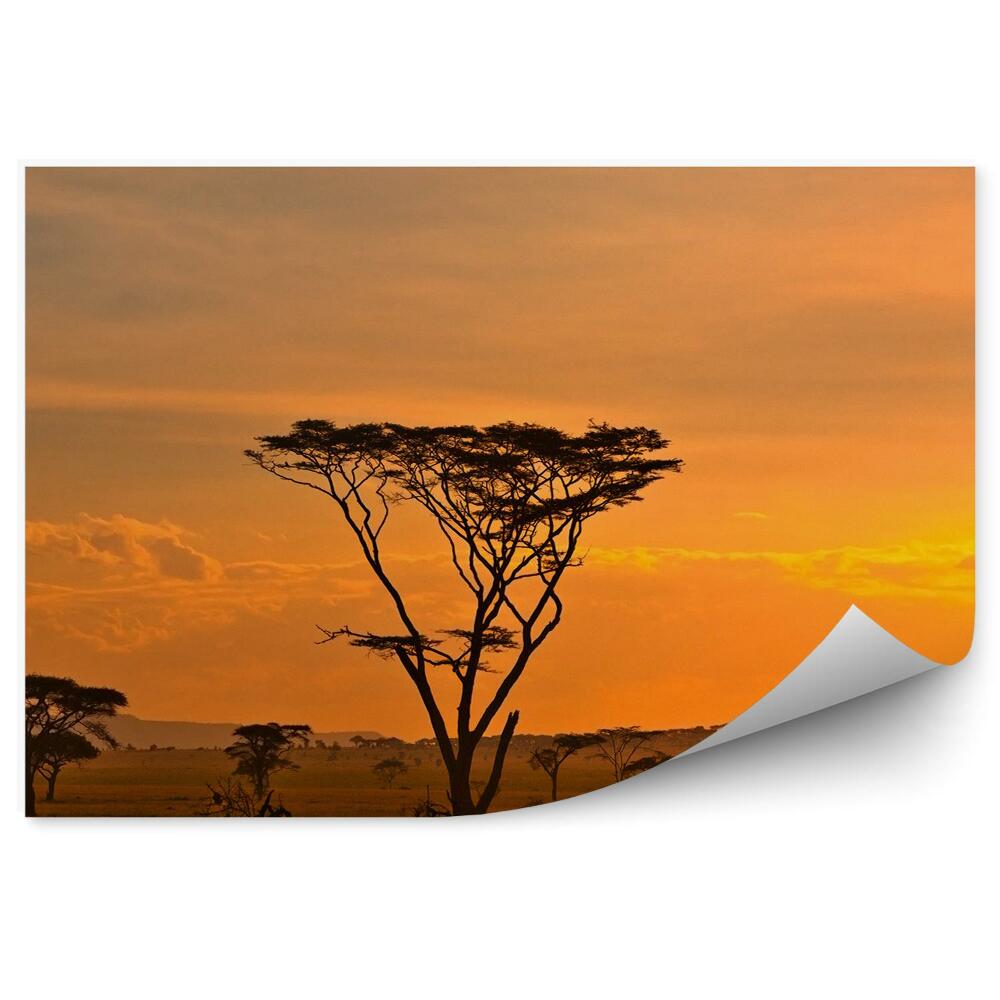 Fototapeta Park narodowy afryka zachód słońca rośliny