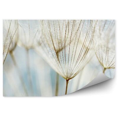 Fototapeta na ścianę Dmuchawiec abstrakcja kwiat