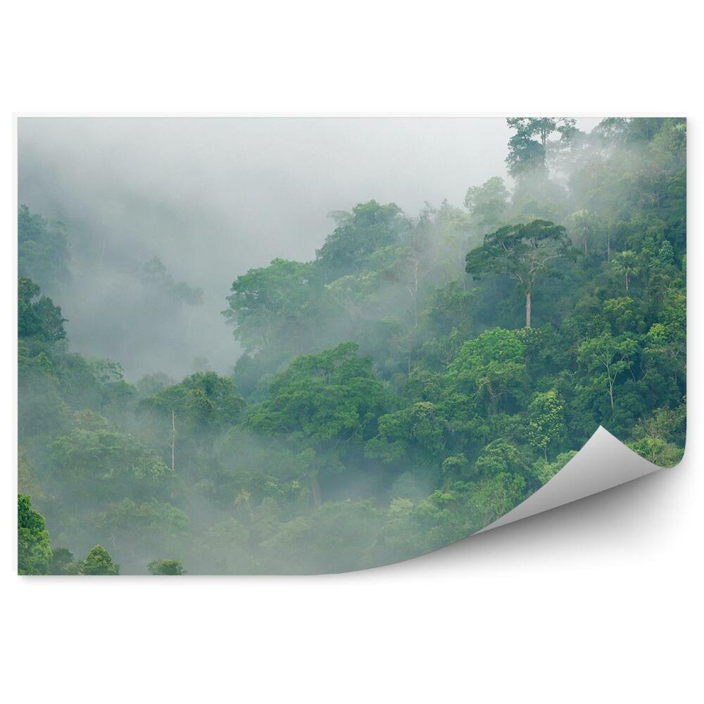 Fototapeta na ścianę Tropikalna poranna mgła wśród koron drzew