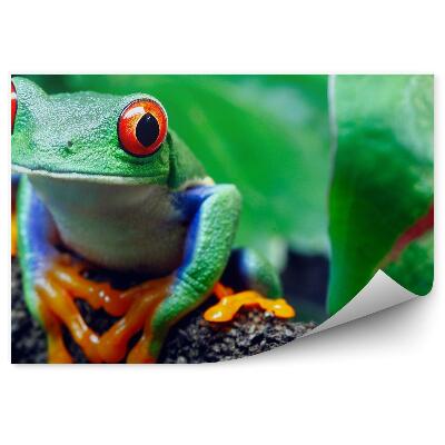 Okleina ścienna Rzekotka czerwonooka na gałązce