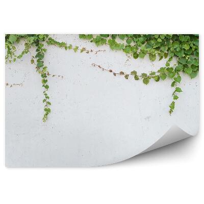 Okleina ścienna Bluszcz na białej ścianie