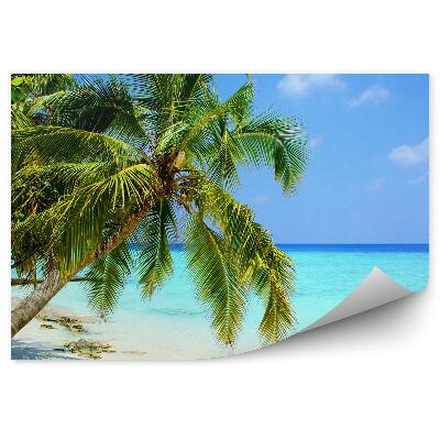 Fototapeta Malediwy palmy przyroda błękitna woda niebo