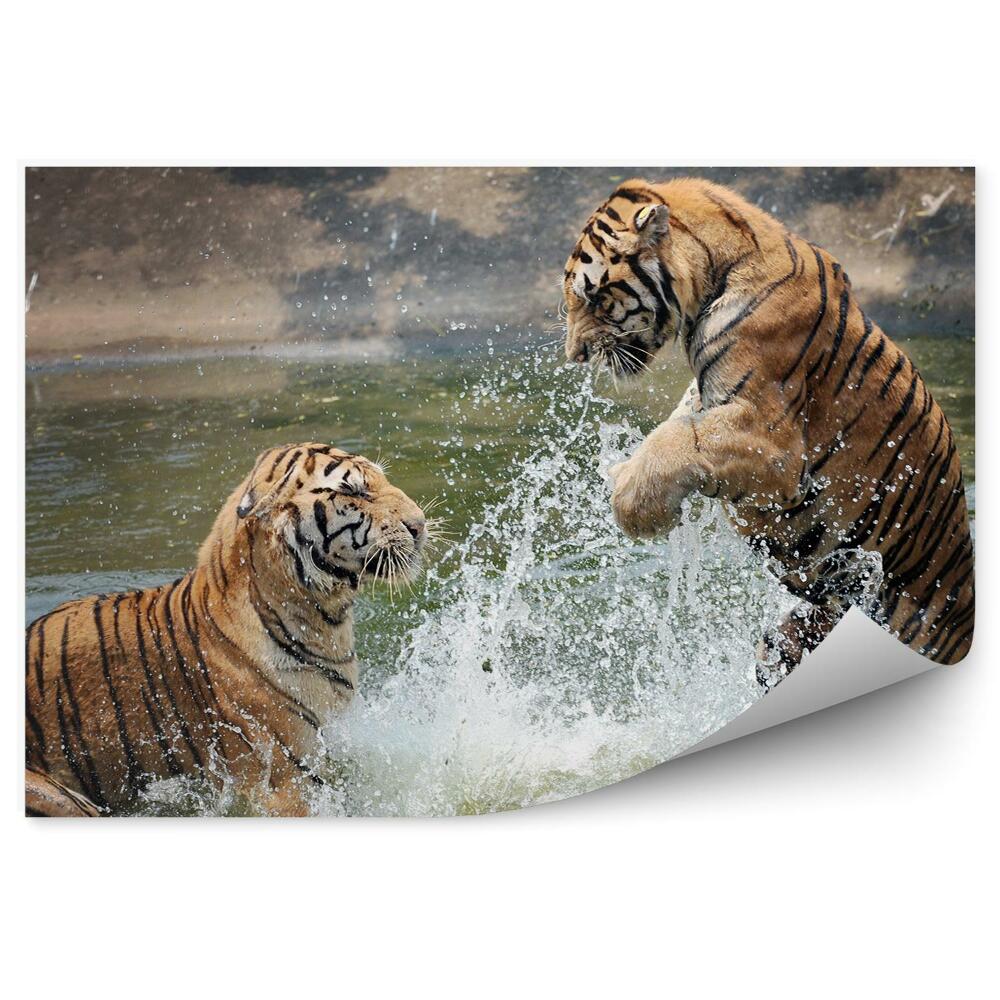 Fototapeta Tygrysy bawiące się w wodzie