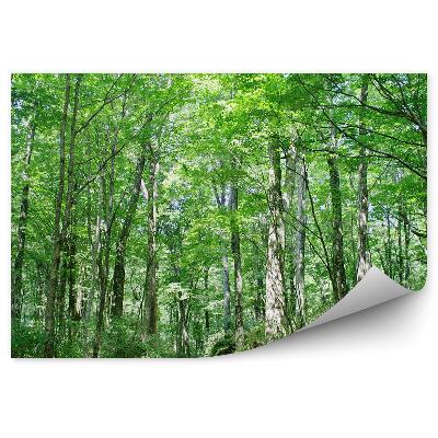 Fototapeta na ścianę Aleja wśród starych brzóz las liściasty