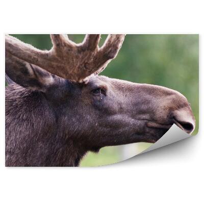 Okleina ścienna Głowa samca łosia