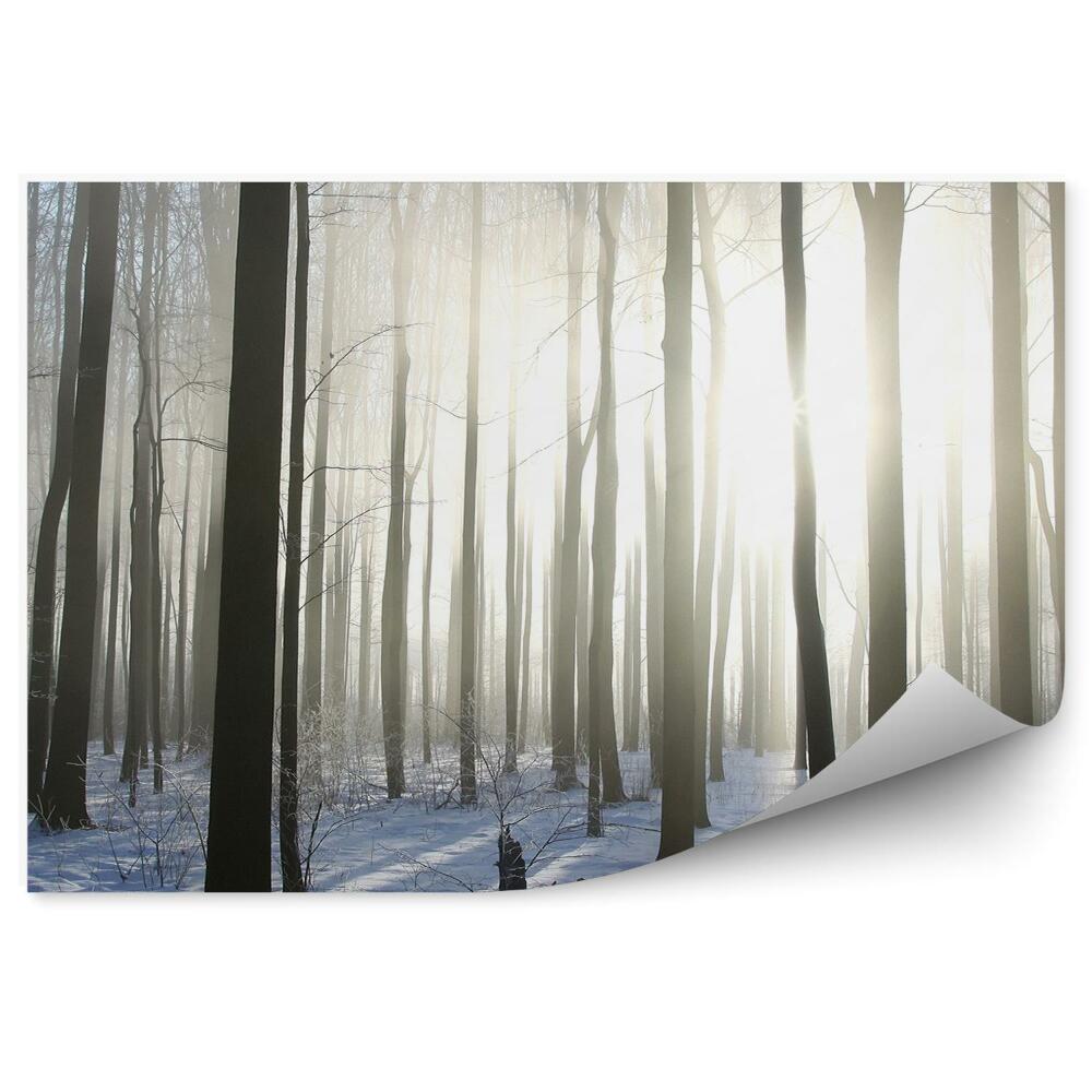 Fototapeta Zimowy las liściasty