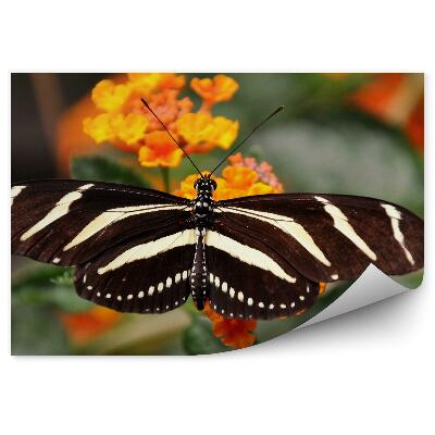 Fototapeta Czarny motyl białe paski pomarańczowe kwiaty