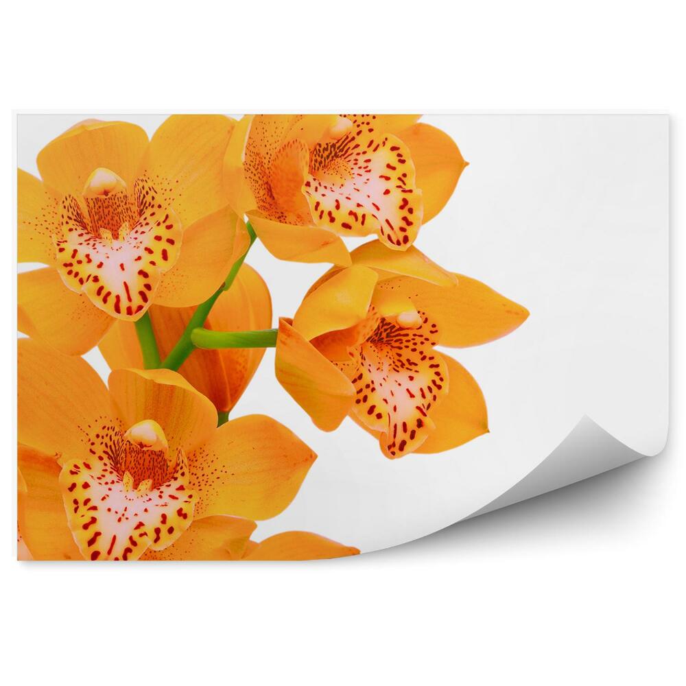 Fototapeta na ścianę Pomarańczowa orchidea