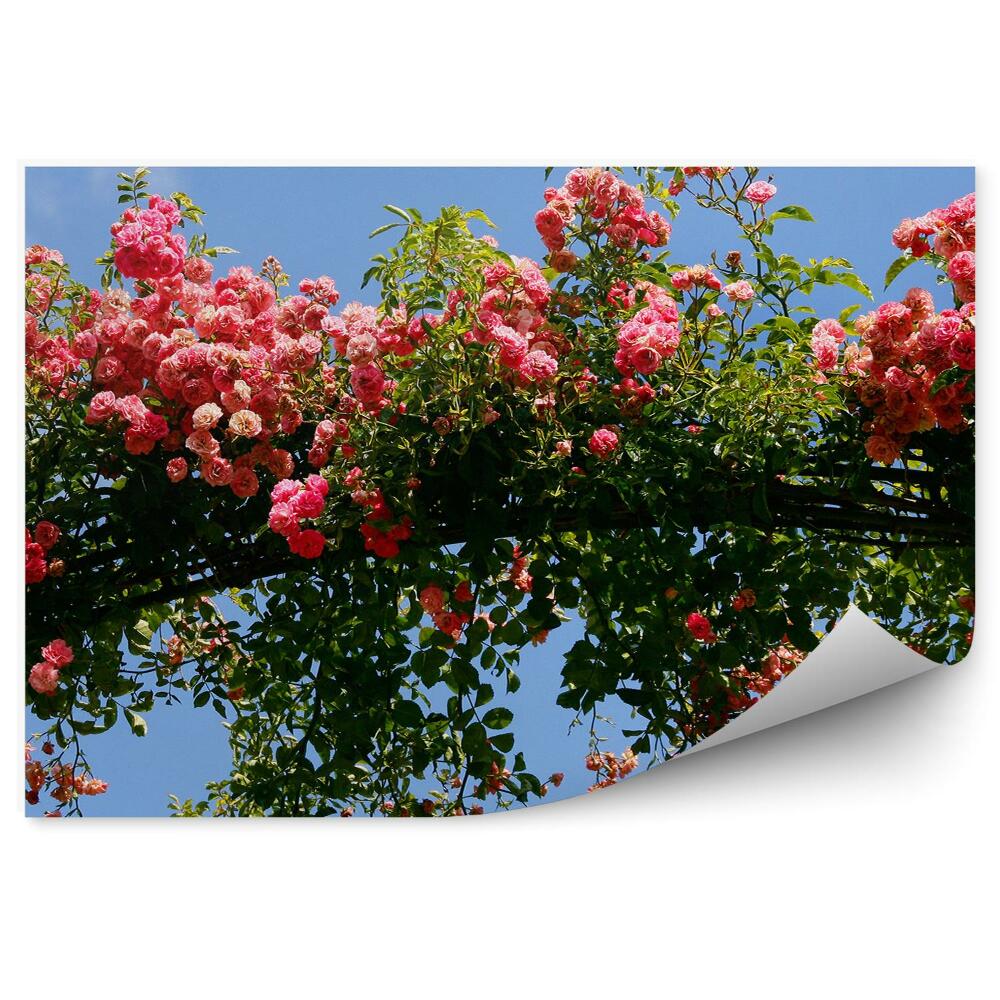 Okleina ścienna Łuk w ogrodzie różanym kwiaty niebo