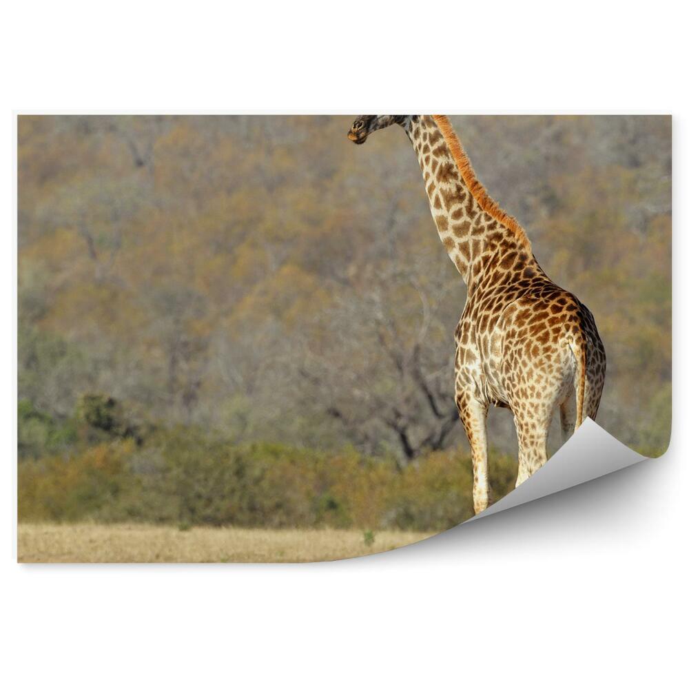 Fototapeta Sawanna afryka żyrafa zwierzę drzewa