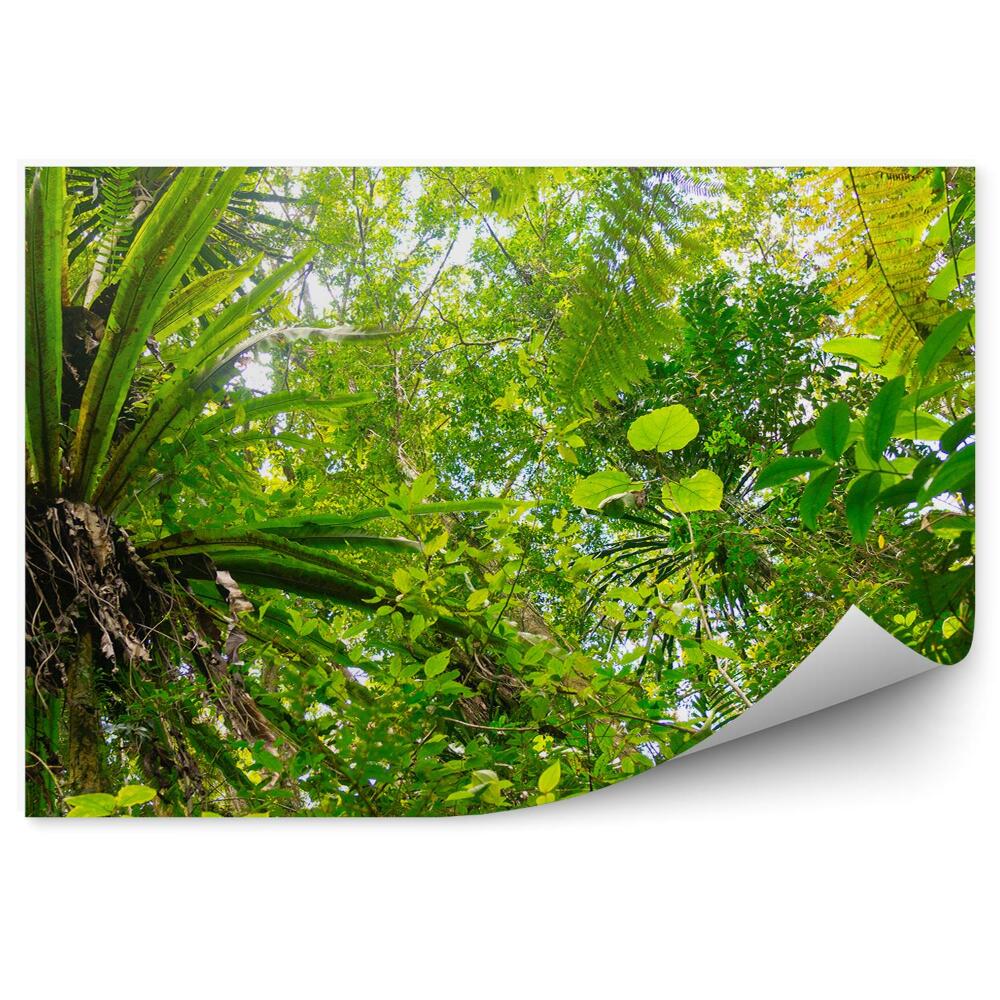 Okleina ścienna Madagaskar dżungla liście