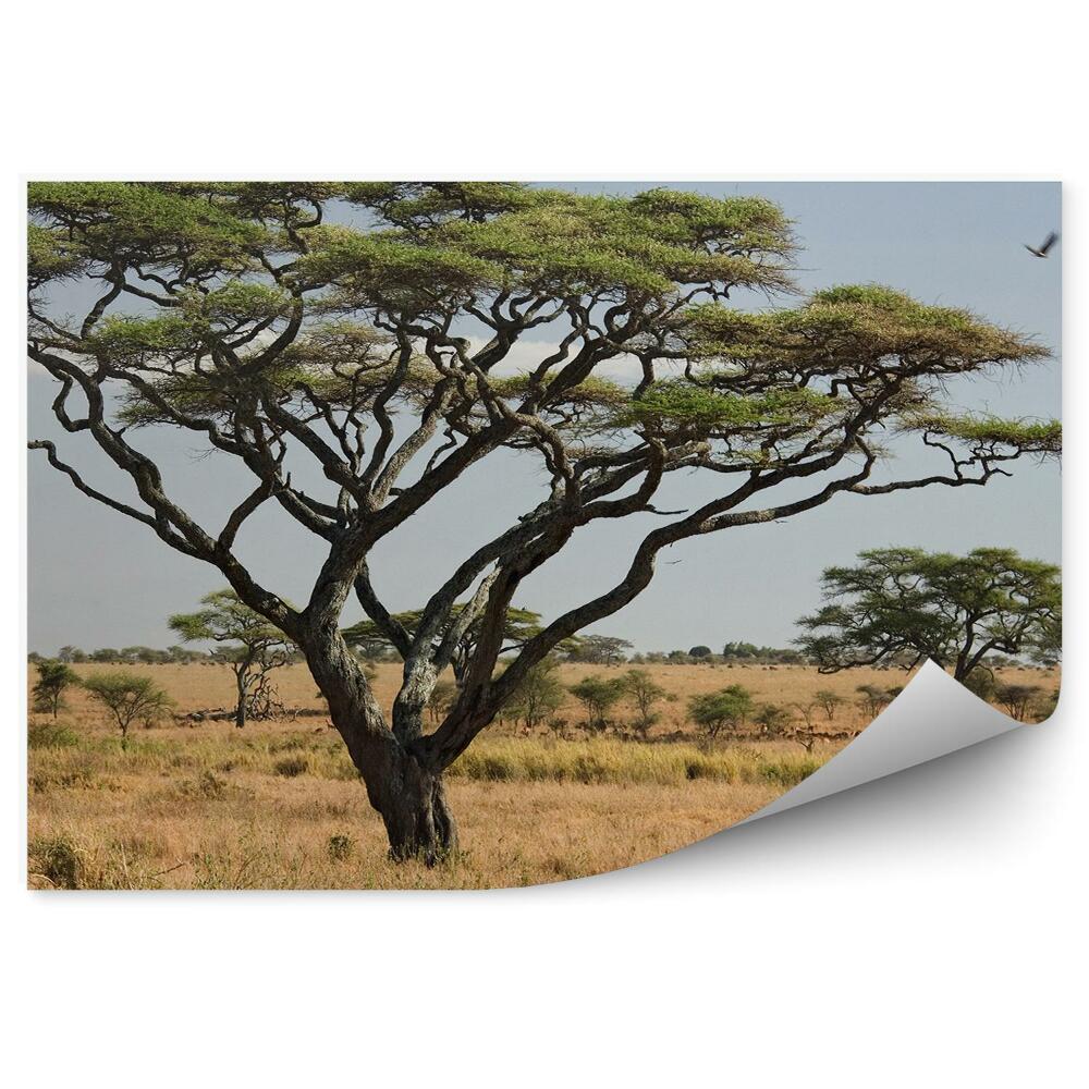 Fototapeta Krajobraz afryka drzewa natura