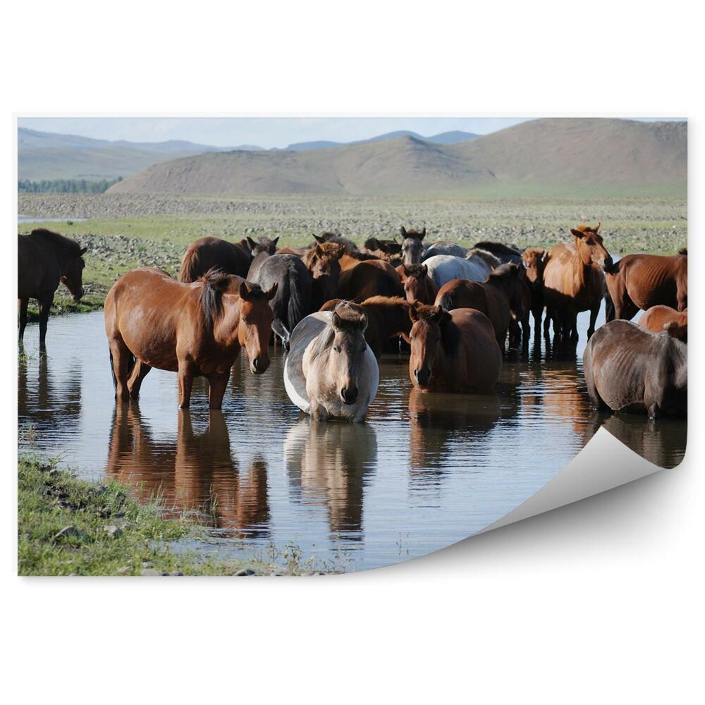 Fototapeta Mongolia stado koni woda polana