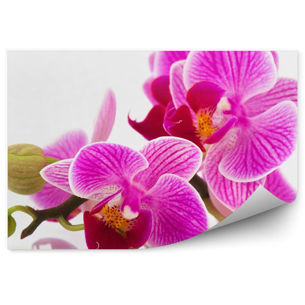 Fototapeta na ścianę Różowe kwiaty orchidei