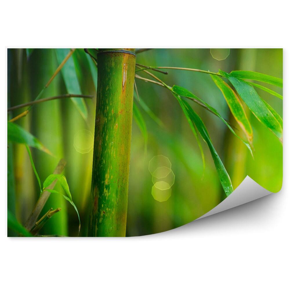 Okleina ścienna Bambus tyczka liście zbliżenie