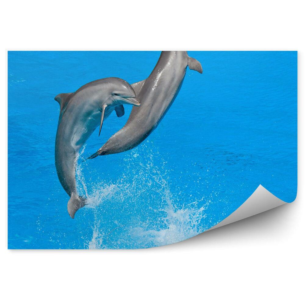 Okleina ścienna Delfiny w delfinarium
