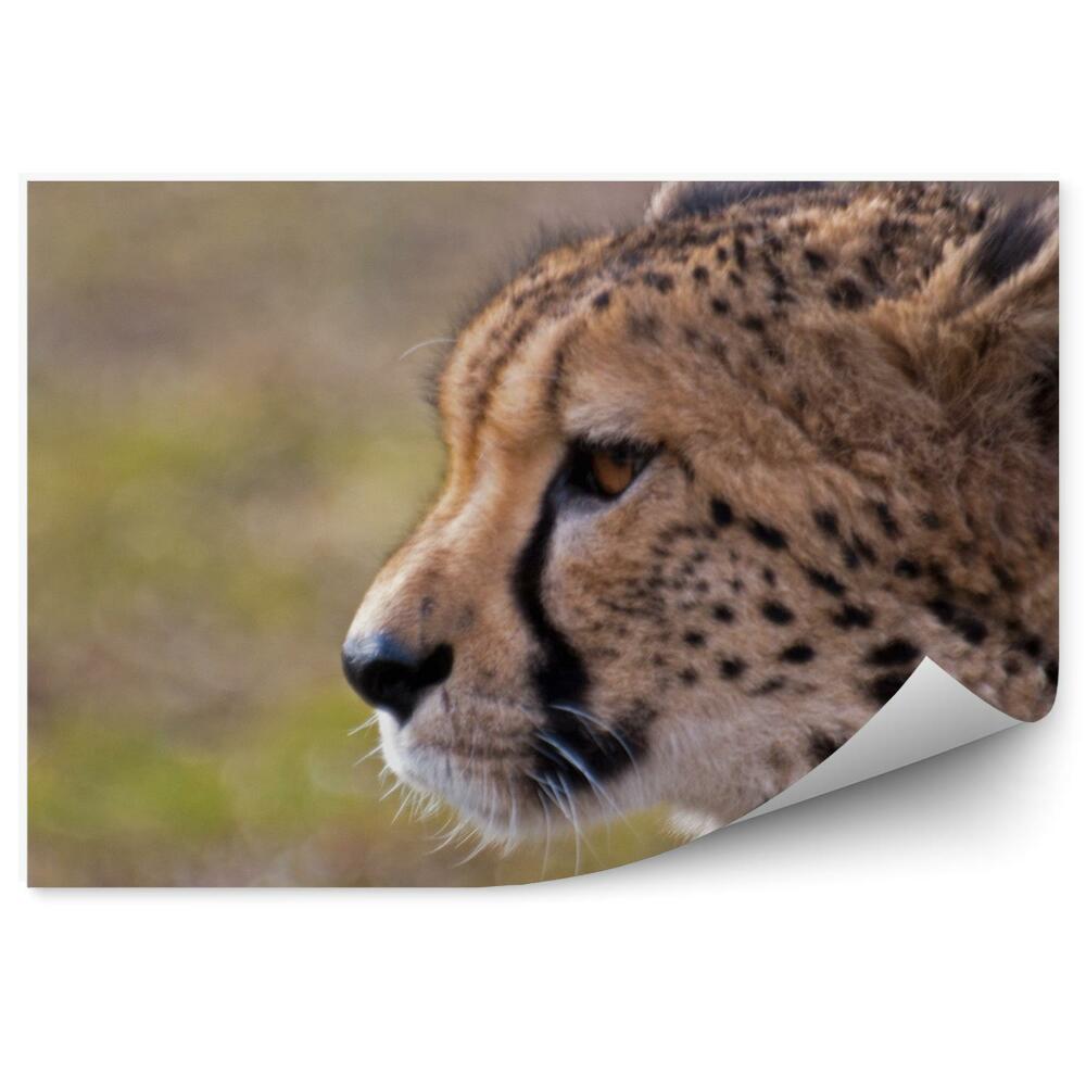 Okleina ścienna Zbliżenie na głowę geparda
