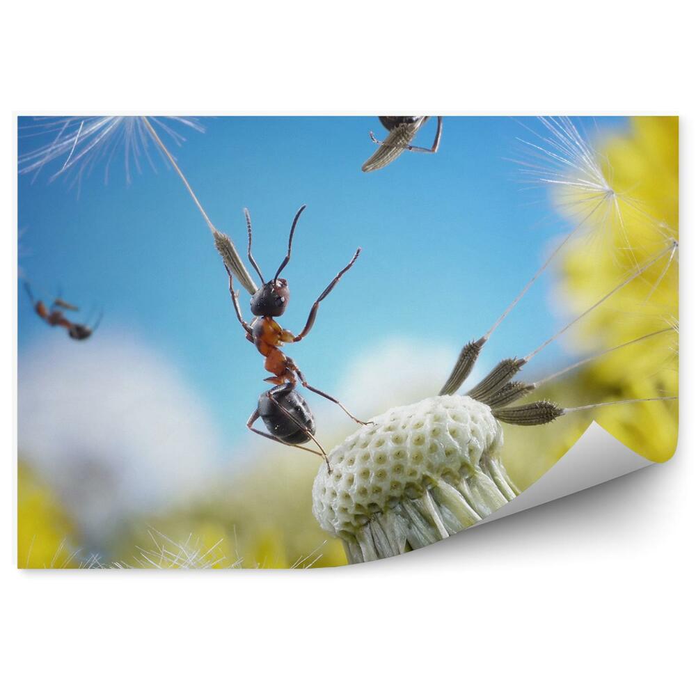 Fototapeta na ścianę Mrówki nasiona dmuchawca latanie parasolki