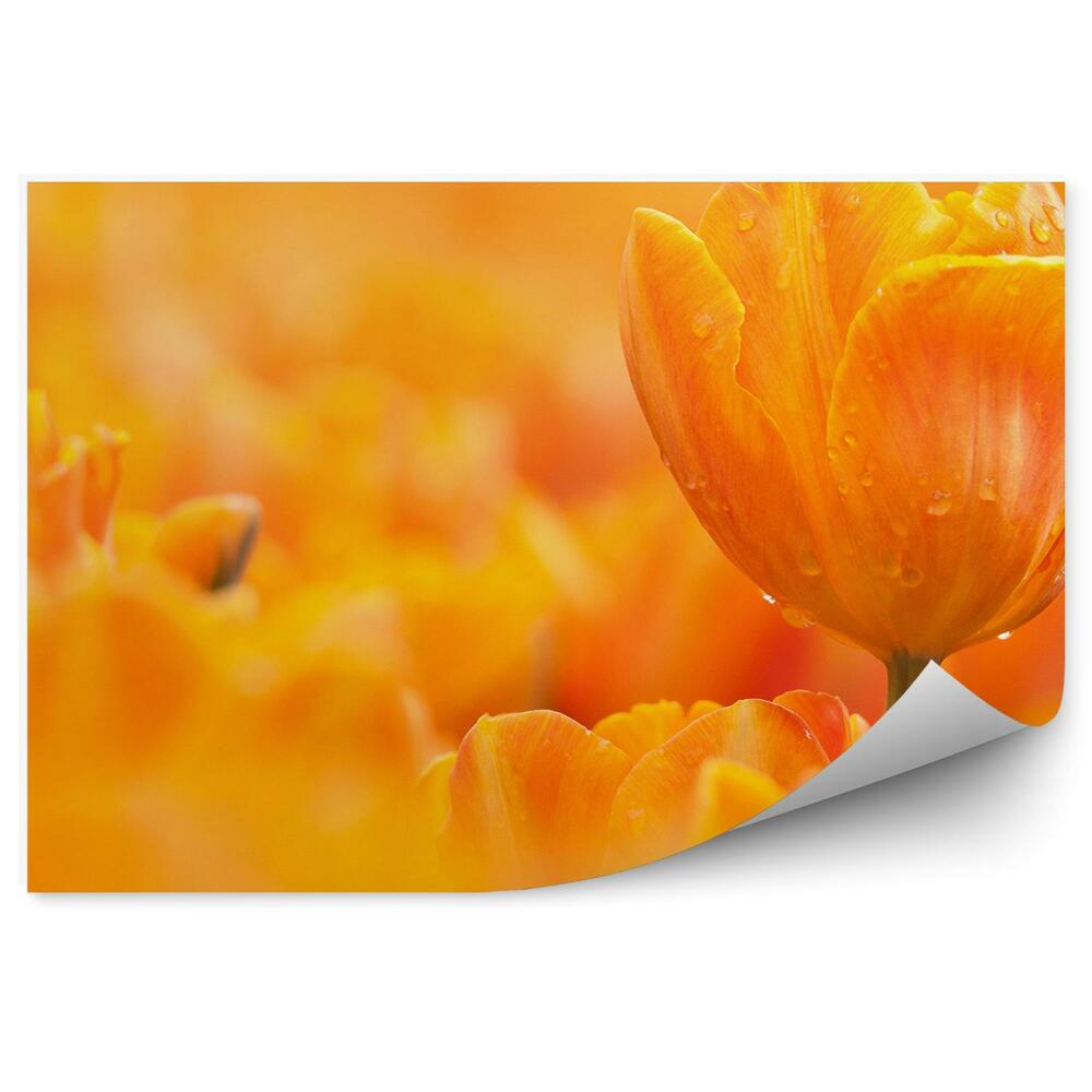Fototapeta na ścianę Pomarańczowy tulipan