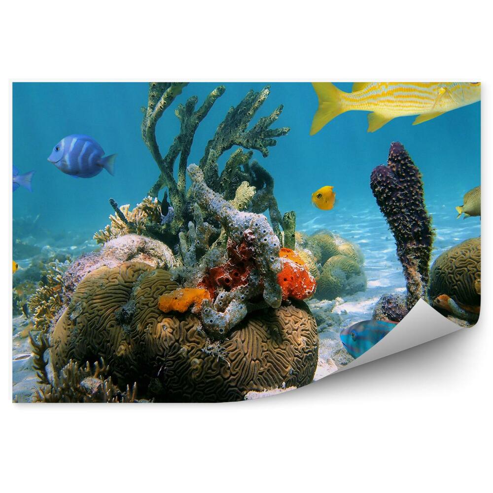 Fototapeta na ścianę rafa koralowa morze Karaibskie kolorowe ryby