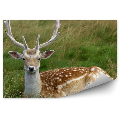 Okleina ścienna Renifer odpoczynek wśród traw