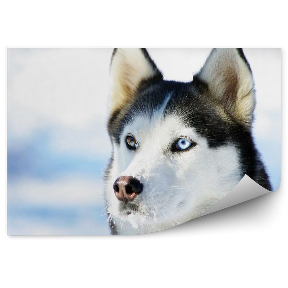 Fototapeta Pies rasy husky niebieskie brązowe oczy zima śnieg
