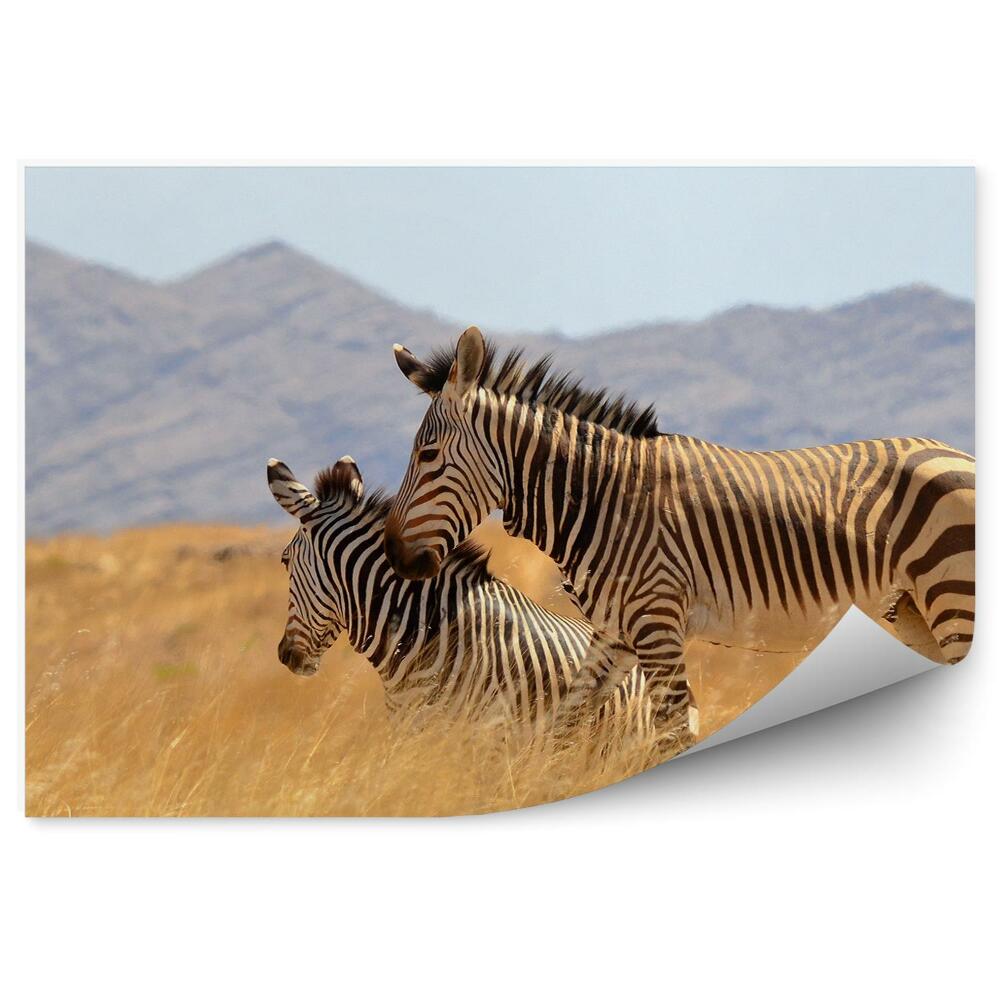 Okleina na ścianę piękne zebry sawanna Namibii