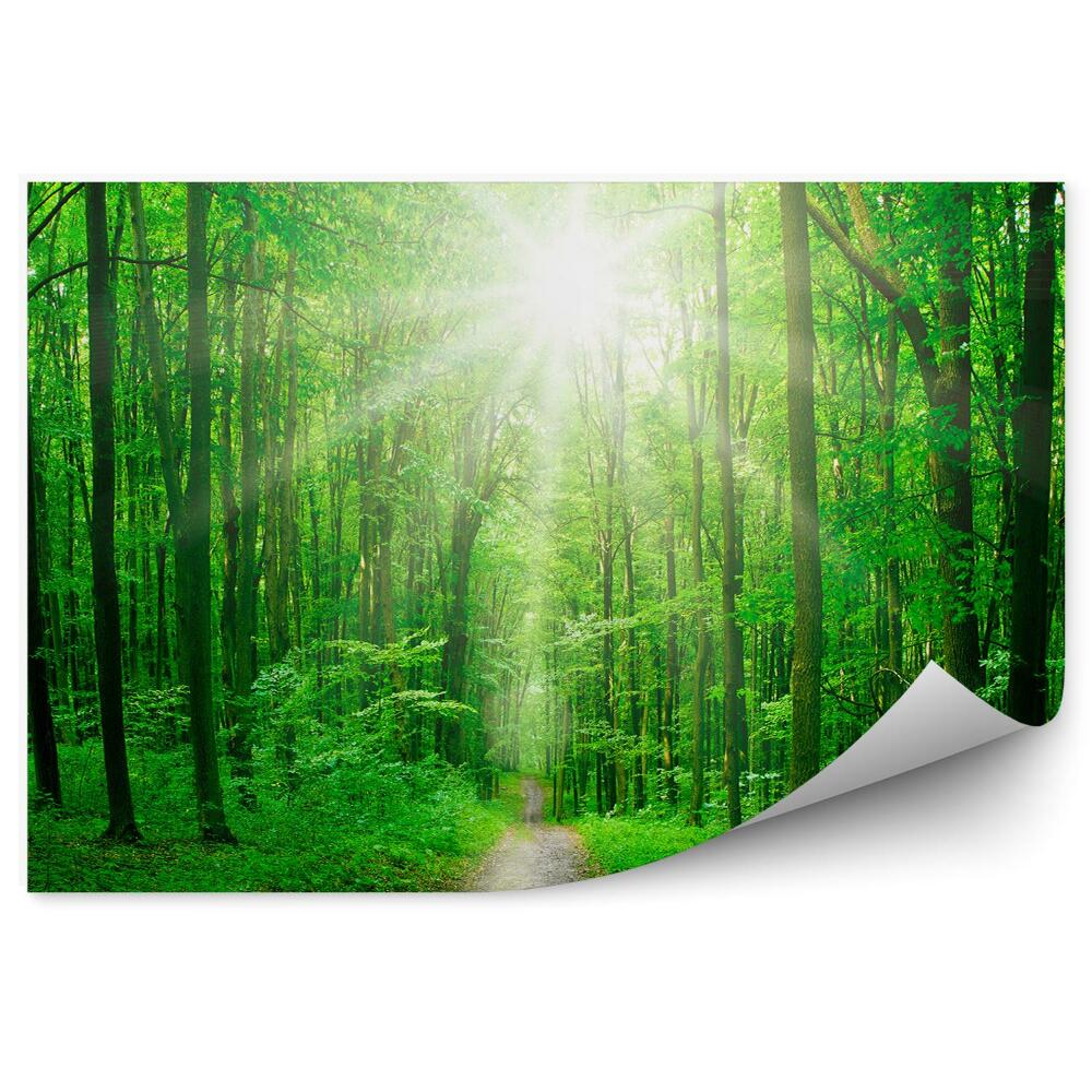 Fototapeta na ścianę Intensywnie zielony las listki światło