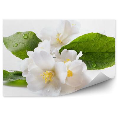 Okleina ścienna Białe kwiaty jaśminu rosa białe tło