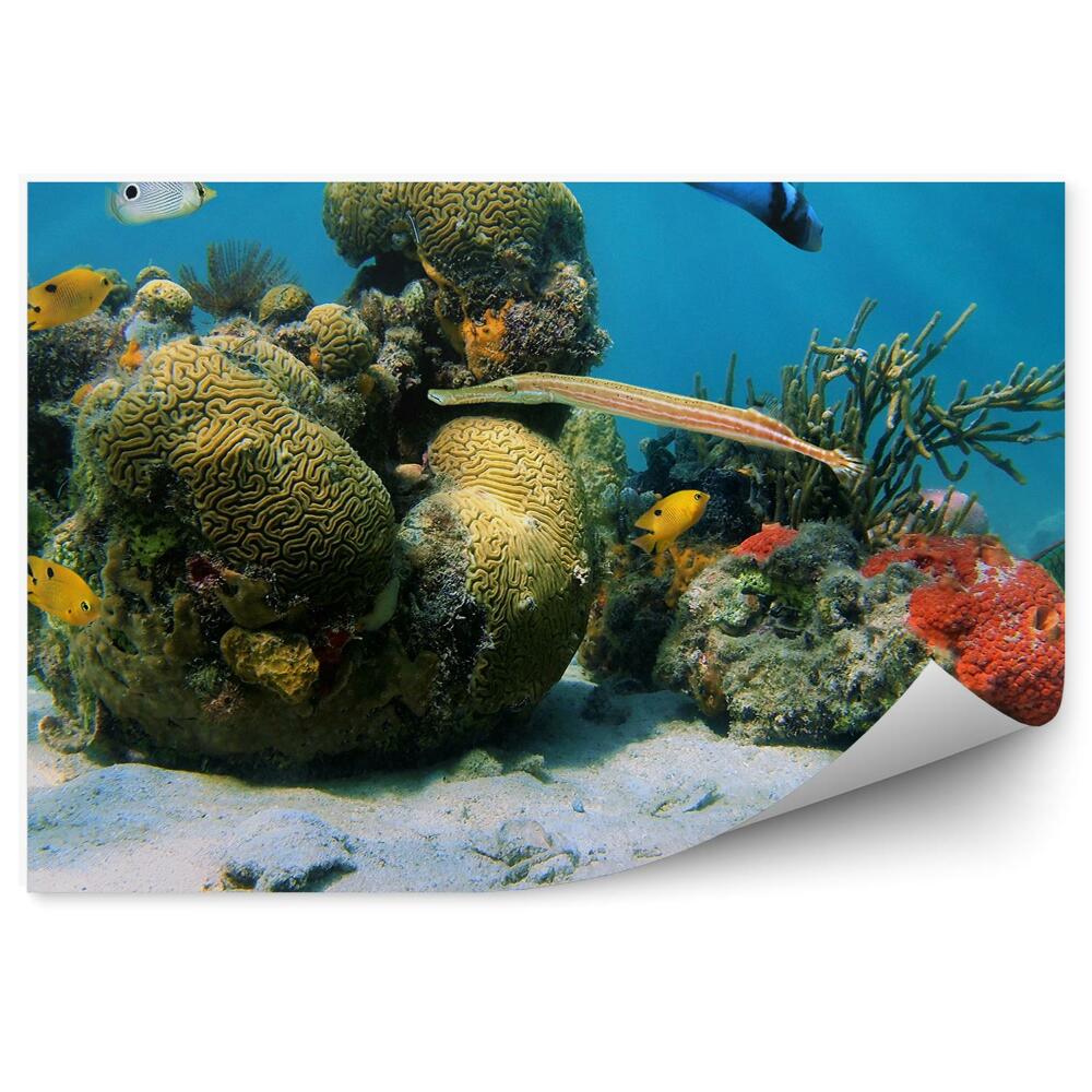 Fototapeta na ścianę rafa morze Karaibskie kolorowe ryby