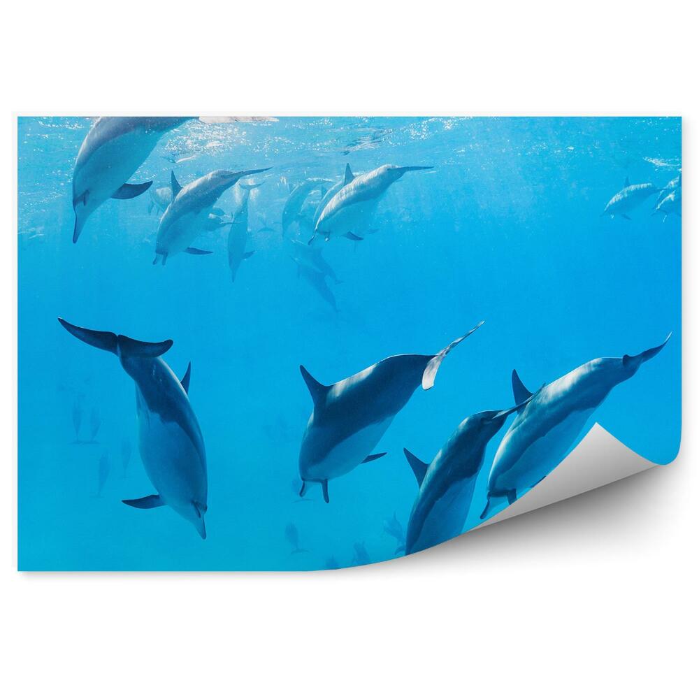 Okleina ścienna Delfiny zdjęcie pod wodą