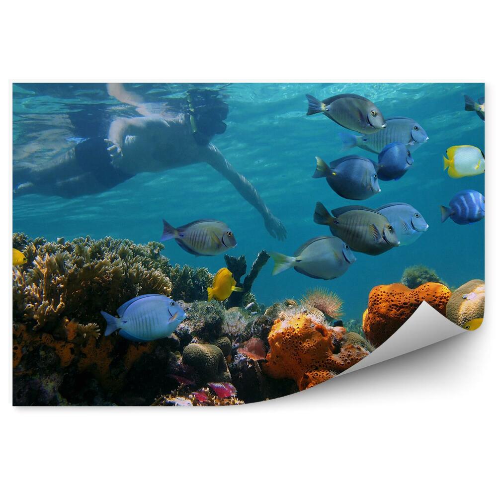 Okleina na ścianę Człowiek podwodny nurek rafa koralowa