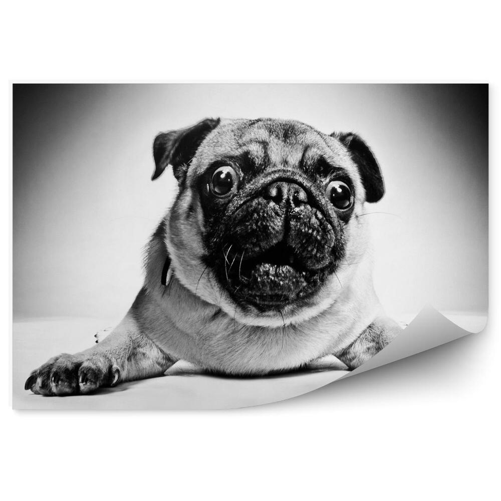 Fototapeta Czarno-biały portret psa