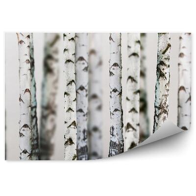 Okleina ścienna Las brzozowy