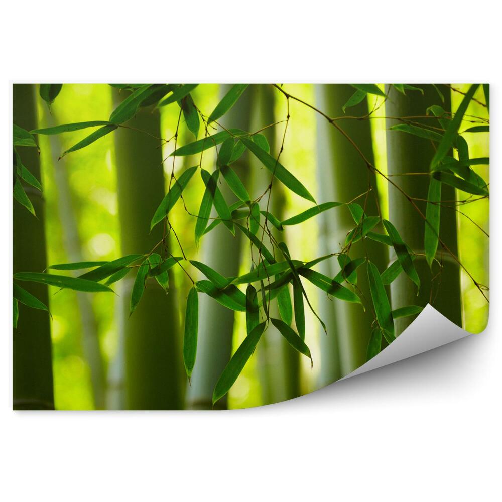 Okleina ścienna Zbliżenie zielone liście bambus łodygi